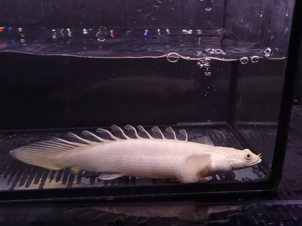 エンドリケリーショート27cm±