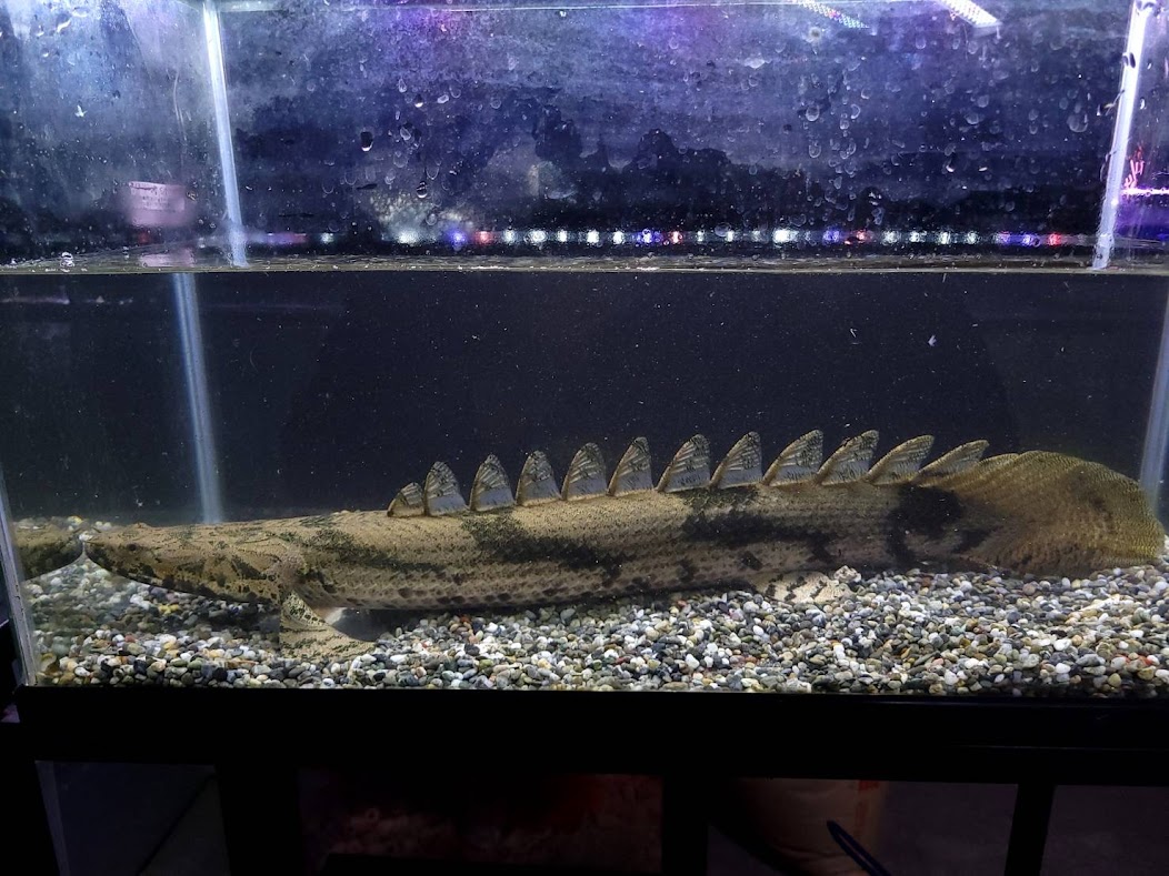 楽天市場】C5 ナイジェリアワイルド Po.ビキールラプラディ ５０cm前後 ♂ ワイルド 熱帯魚 古代魚 ポリプテルス 人気種 カッコいい :  ビリーケン 楽天市場店