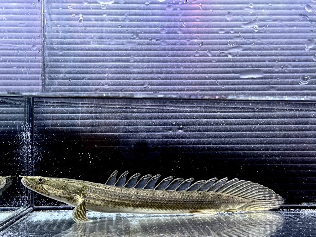 ビキールビキール85センチ ワイルド