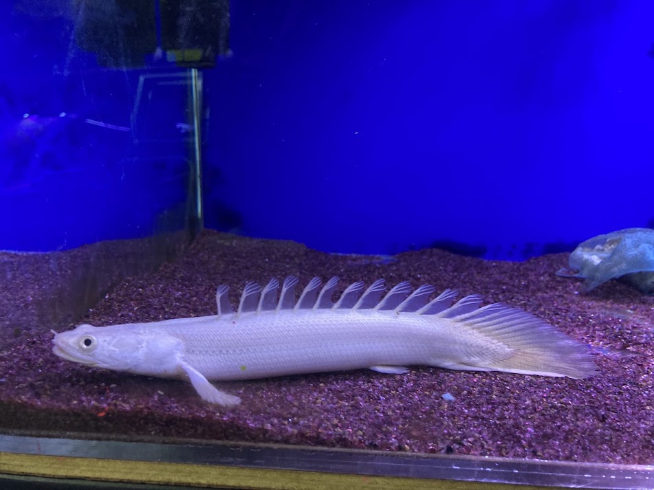 楽天市場】C5 ナイジェリアワイルド Po.ビキールラプラディ ５０cm前後 ♂ ワイルド 熱帯魚 古代魚 ポリプテルス 人気種 カッコいい :  ビリーケン 楽天市場店