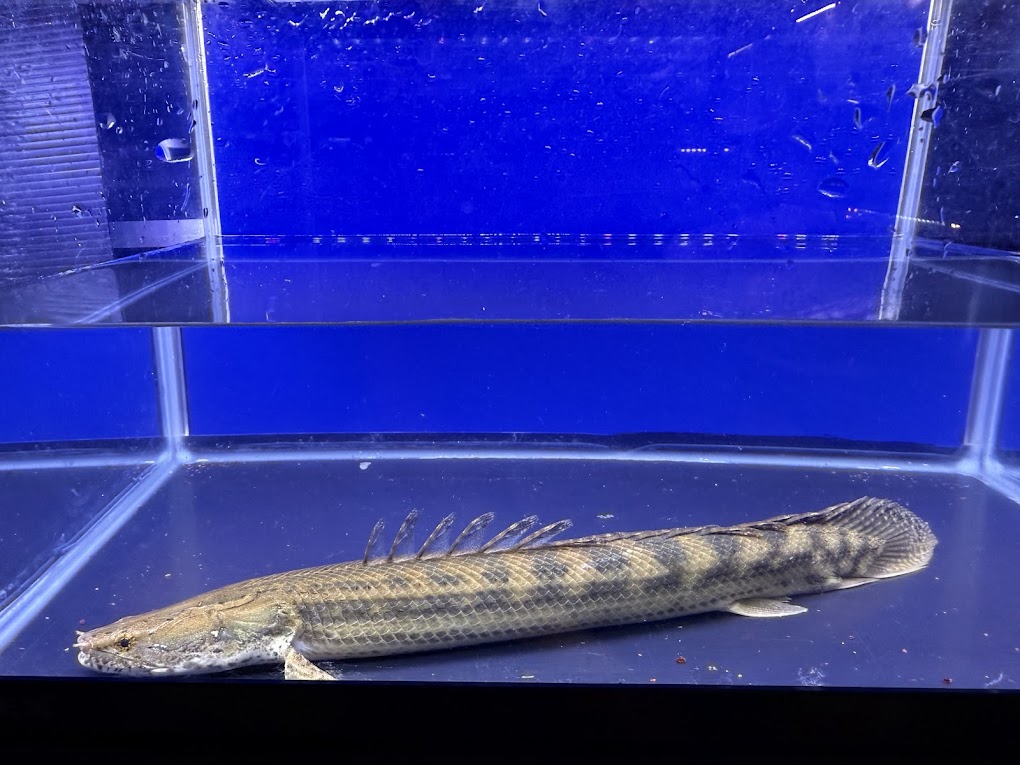 F7-7　激レア！　ナイルビチャー　バロ川産　３７cm前後　１匹　証明書あり ワイルド ポリプテルス 熱帯魚 古代魚 トリートメント済 状態良好｜ビリーケン　店