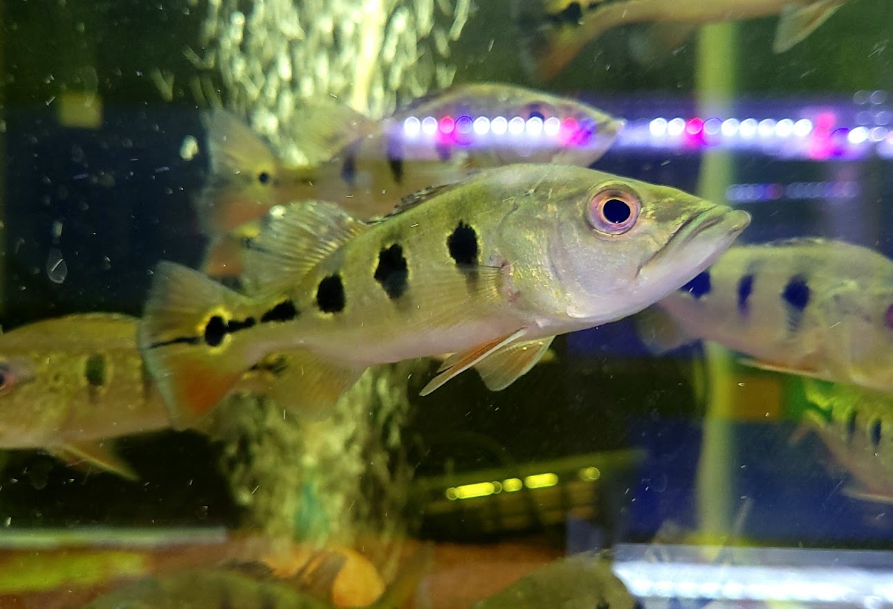 人気特価激安 アルビノ シルバーアロワナ アロワナ 当店育成個体 １５ １８cm ブドウ目 アルビノシルバー 大型魚 大人気 古代魚 熱帯魚 アクアリウム