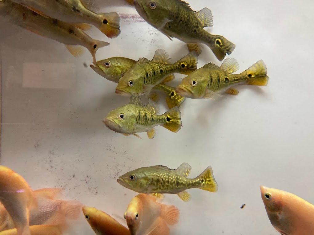 楽天市場】E7 キクラ ピニマ １５cm前後 ピーコックバス 熱帯魚 大型魚 おとひめ 最近入荷少ない 綺麗 : ビリーケン 楽天市場店