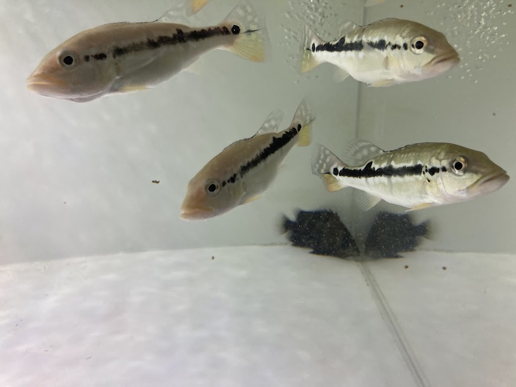 楽天市場】E7 キクラ ピニマ １５cm前後 ピーコックバス 熱帯魚 大型魚 おとひめ 最近入荷少ない 綺麗 : ビリーケン 楽天市場店