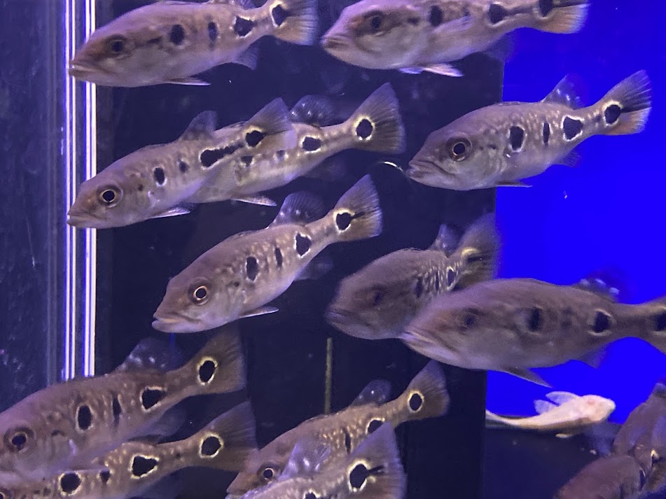 楽天市場】E7 キクラ ピニマ １５cm前後 ピーコックバス 熱帯魚 大型魚 おとひめ 最近入荷少ない 綺麗 : ビリーケン 楽天市場店