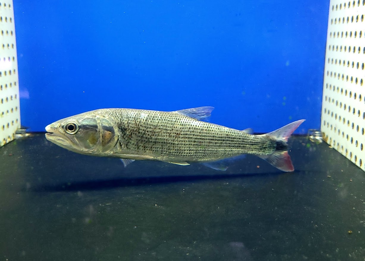 大特価放出高評価 １５cm前後 牙魚 カラシン 熱帯魚 アクアリウム 送料無料 黄金 レア 牙魚 レアなサイズ アイシャドードラドa 観賞魚 アンフィニス 消費税無し