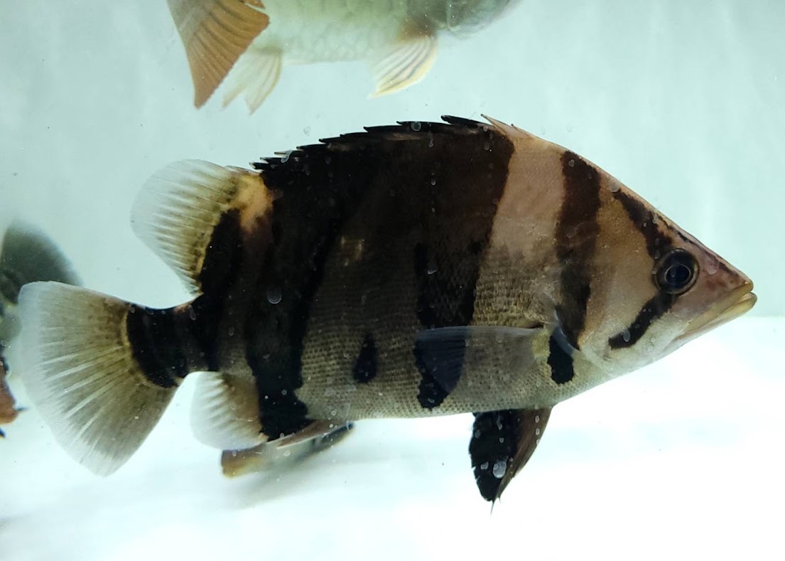 G50-2 ダトニオリアルバンド ２５ー２６cm前後 直輸入 当店育成 大型魚 ...