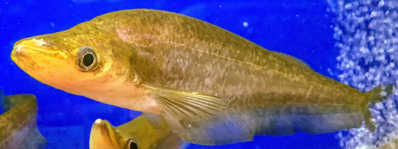 アボゴンspマーブルゴールデン ２0 25cm前後 熱帯魚 大型魚 古代魚 ナマズ かわいい 激レア 人気の春夏