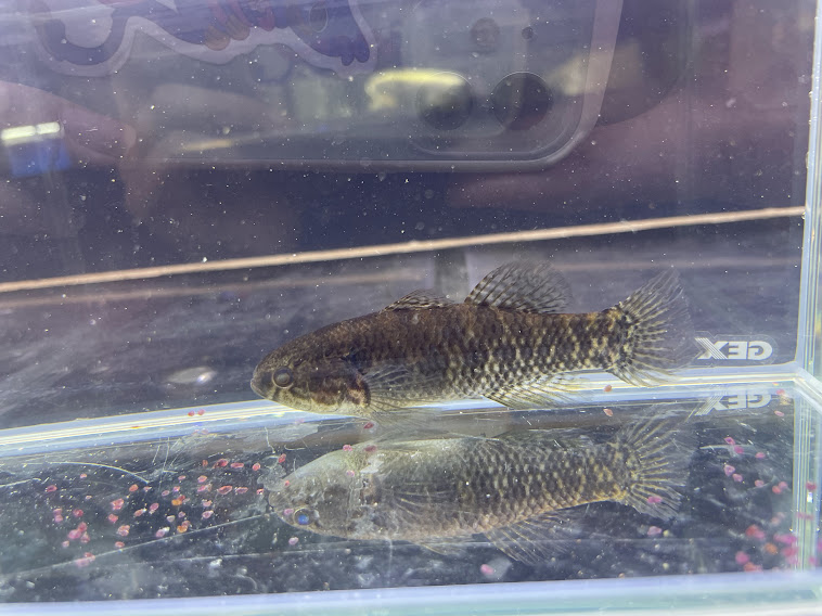 人気no 1 ドルミテーターゴビー9cm前後 熱帯魚 大型魚 ハゼ 大型化 最大６０cm カワアナゴ Jmc Com Ph