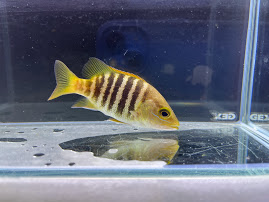 パプアンバス11cm前後レア!熱帯魚大型魚怪魚カッコイイ