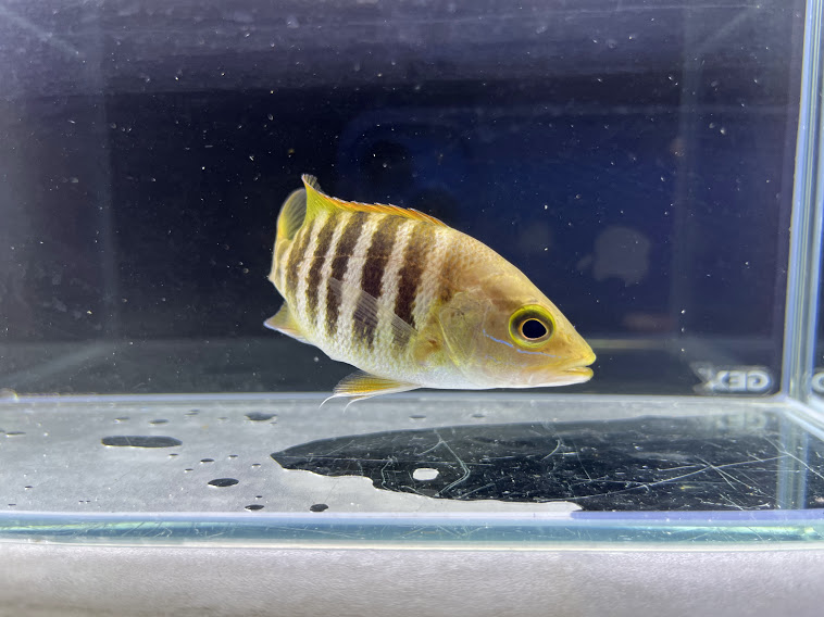 パプアンバス11cm前後レア!熱帯魚大型魚怪魚カッコイイ