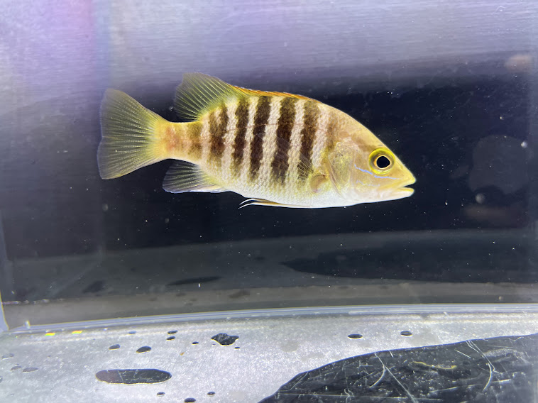 パプアンバス11cmレア!熱帯魚大型魚怪魚カッコイイ
