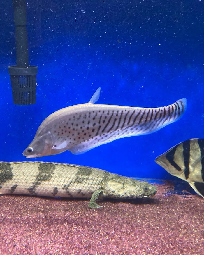 ロイヤルナイフフィッシュ ２０cm前後 カッコいい 大型魚 熱帯魚 綺麗 新発売の 大型魚