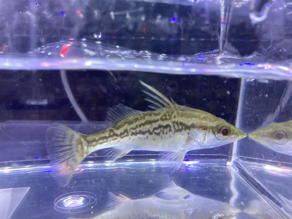 楽天市場】C1【1点モノ】オーストラリアジェイドパーチ ２８cm前後 ワイルド 熱帯魚 中型魚 : ビリーケン 楽天市場店