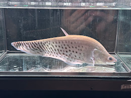 B15　ロイヤルナイフフィッシュ　２０cm前後　大型魚　綺麗　カッコいい　熱帯魚｜ビリーケン　店