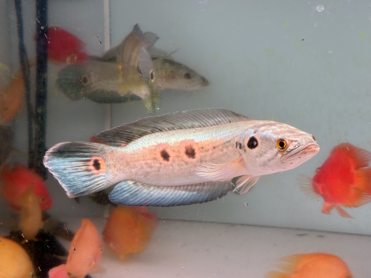 楽天市場】F9 ロイヤルトーマン リアウ産 12-13cm前後 1匹 熱帯魚 