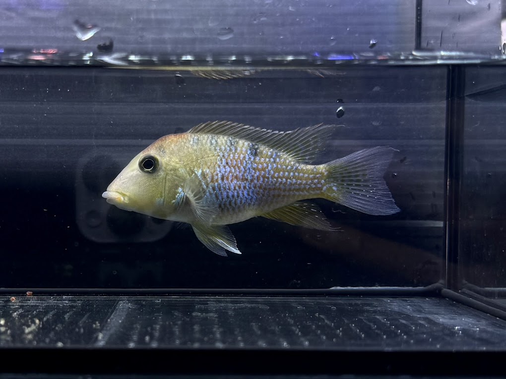 楽天市場】H5 ゲオファーガス スベニ 8－9cm前後 大きめ 綺麗