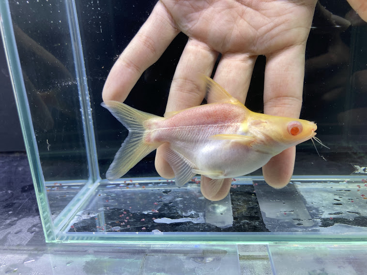 16円 即日発送 ショートボディアルビノカイヤン 8 10cm前後 綺麗 熱帯魚 ナマズ ショートボディ 混泳