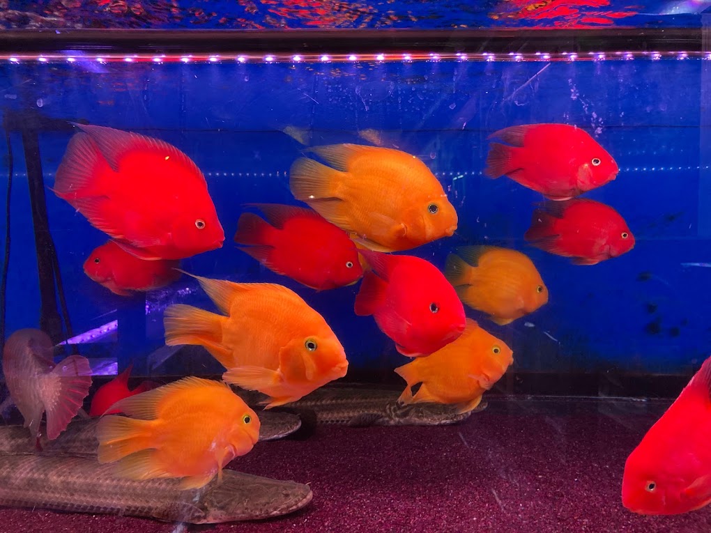 F1-2  キングコングパロット 1匹 15-17珊前後 熱帯魚  アロワナとの混泳に シクリッド  好いたらしい とても真っ赤