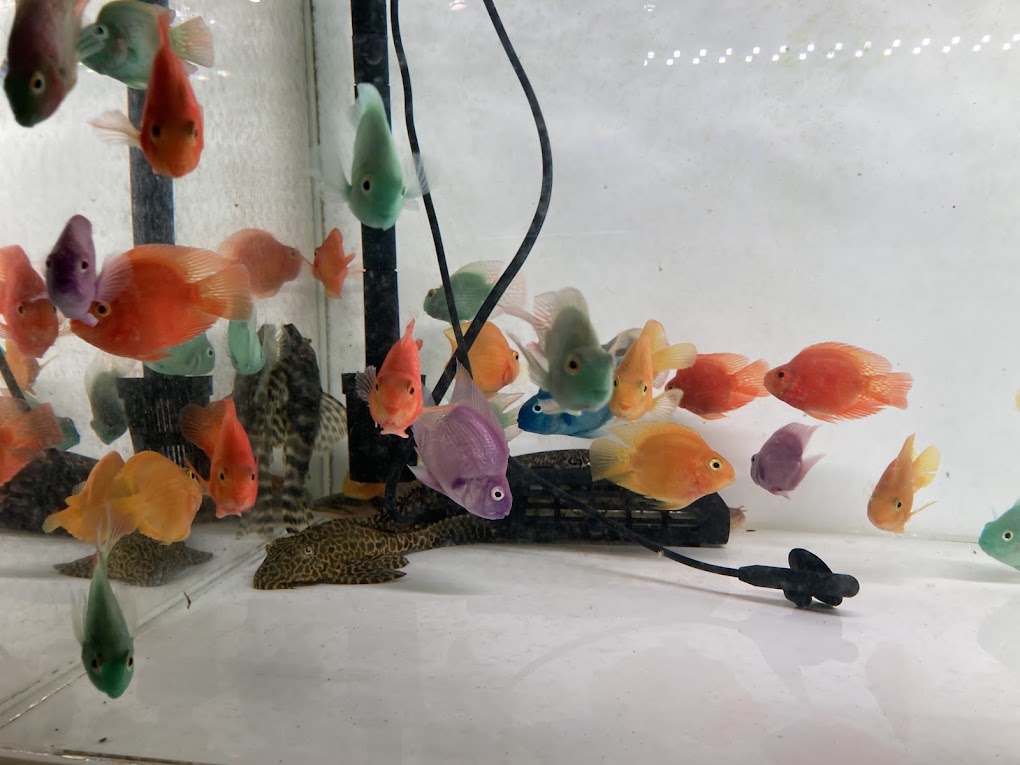 楽天市場】F8 ロイヤルトーマン センタルン産 イエロー 6－8cm前後 1