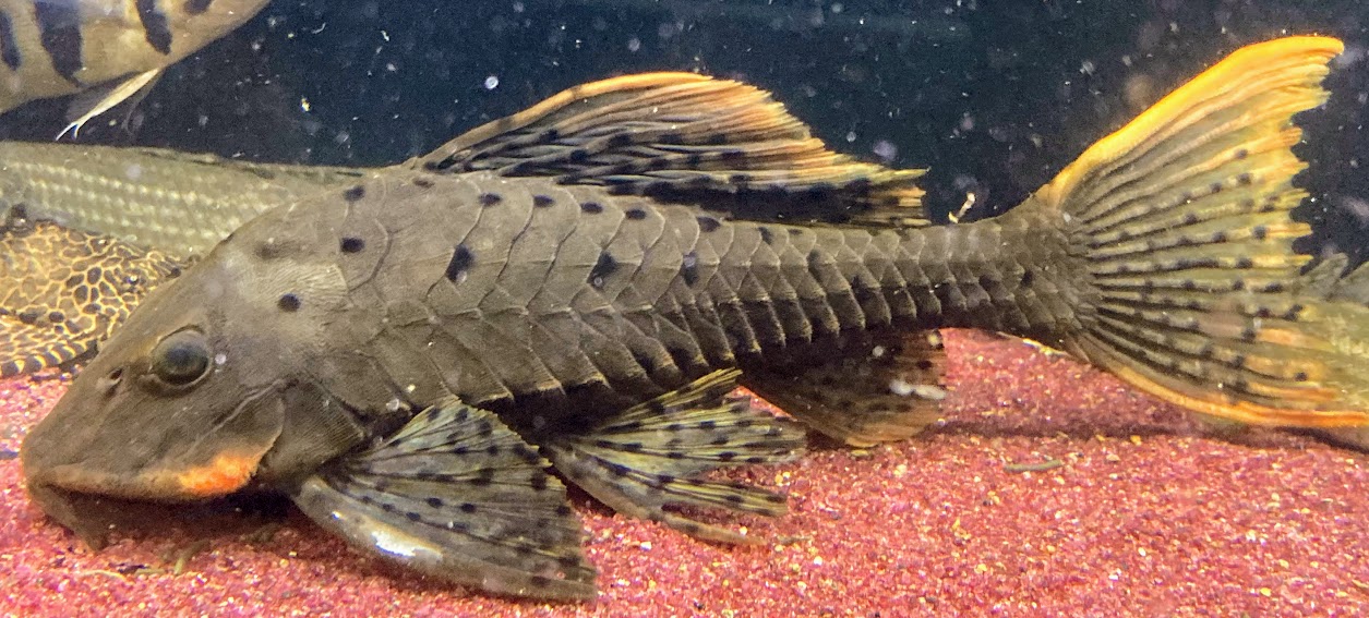 美品 オレンジフィンアーマードプレコ 32cm前後 人気種 熱帯魚 中型魚 ...