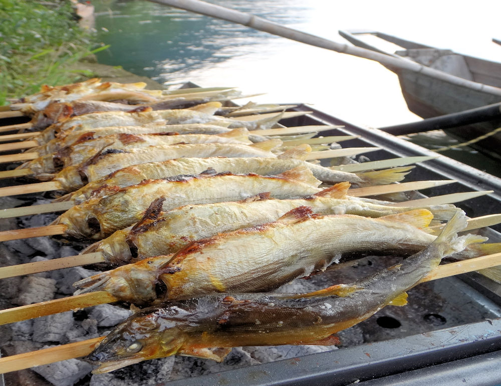 長良川 河の うまれつき鮎の踊り焼き 塩焼き 尾ぽ 凝くくり目 平工さん 結のバッテーラ ゆいのふね 日本受像機 遠くへ行きたい で取りいれる Lapsonmexico Com