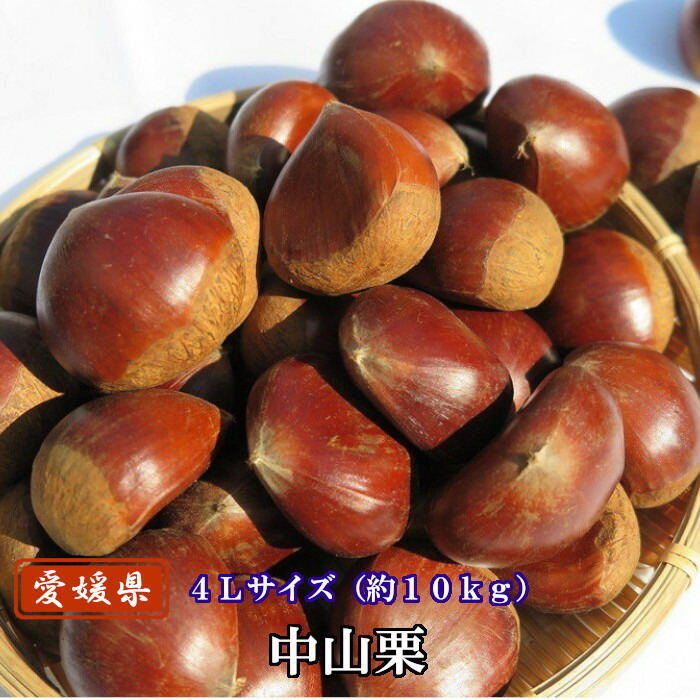 中津川の和栗 3Lから4L 楽天市場】愛媛県産 中山栗 3Lサイズ 2kg 日本三大栗 特大サイズ