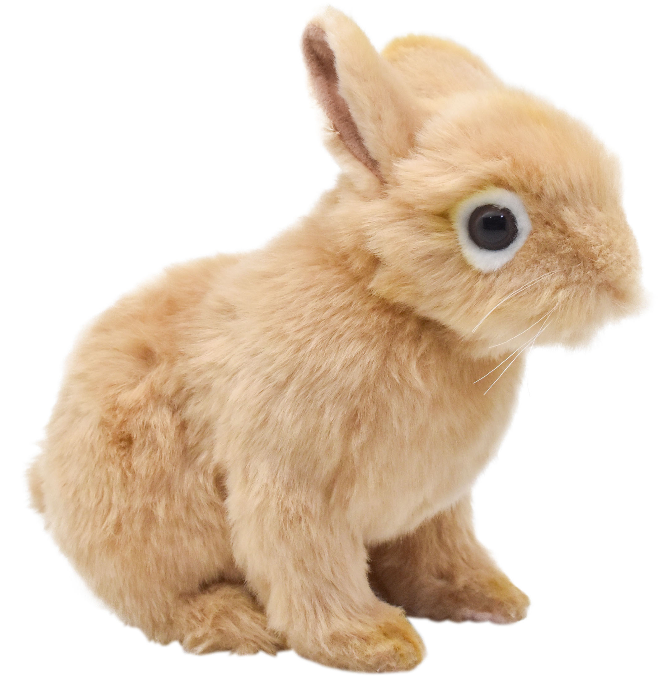 うさぎ うさぎのうに🐰 on X: 