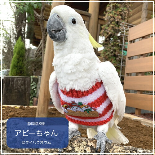 【楽天市場】 フェザーセーター 3 スノーマン【Avian Fashions】：鳥グッズの店Birdstyle楽天市場店