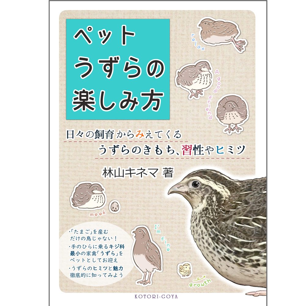 楽天市場】ことり御屋 ノート ウズラ ・ 並うずら 234A0232 ネコポス 