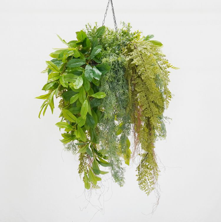 現物「フペルジア・ゴエベリー 吊り」５号　Huperzia goebelii フペルジア・ゴエベリー 吊り 5号 - 植物と暮らす m-plant