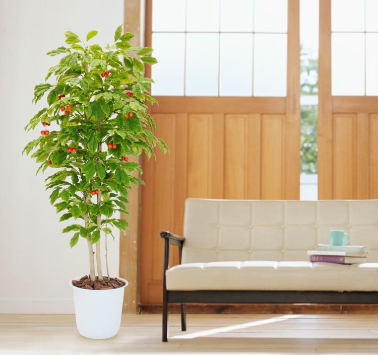 楽天市場】りんごの木 株立ち 3本立 実付 2m (フェイクグリーン