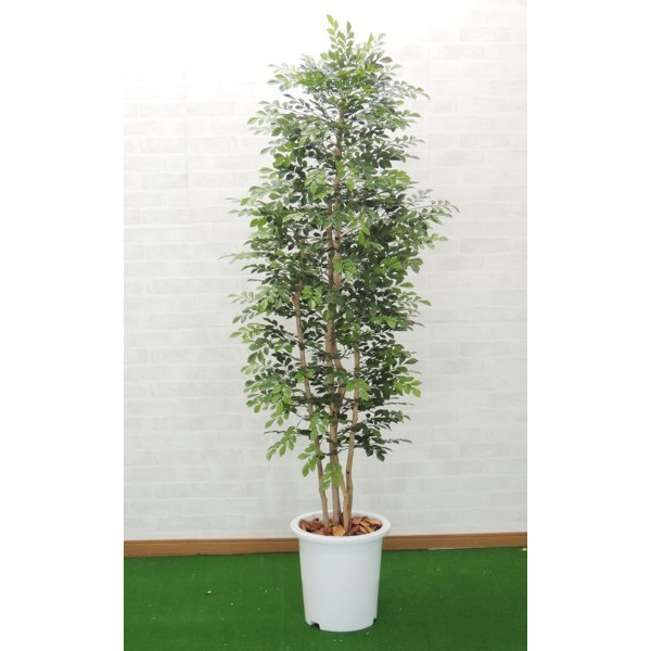 楽天市場】シマトネリコの木 明るい葉 120cm (シマトネリコ 造花