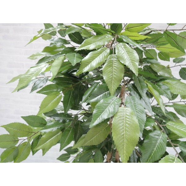 室内 装飾 人工観葉植物 観葉植物 おしゃれ 造花 室内 インテリア フェイク 大型 飾り 花 観葉植物 ディスプレイ プラント 180cm 造花 作り物 グリーン ケヤキ 観葉植物 人工 インテリア おしゃれ 室内 装飾 フェイク 大型 グリーン ディスプレイ 作り物 飾り プラント 室内 装飾 人工観葉植物 観葉植物 おしゃれ 造花 室内 インテリア フェイク 大型 飾り 花 観葉植物 ディスプレイ プラント 180cm 造花 作り物 グリーン ケヤキ 観葉植物 人工 インテリア おしゃれ 室内 装飾 フェイク 大型 グリーン ディスプレイ 作り物 飾り プラント