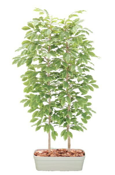 桜んぼうの木パーテーション 180糎 (中仕切り 如何様物 造花 室内装飾 人工観葉草木 1.8m 桜んぼう 今めかしい 室内 かざり付ける 見せびらかす 象徴天然木 自作 植栽 ディーラー 製造業者 より良い緑であること 目あたらしい 製造会社)
