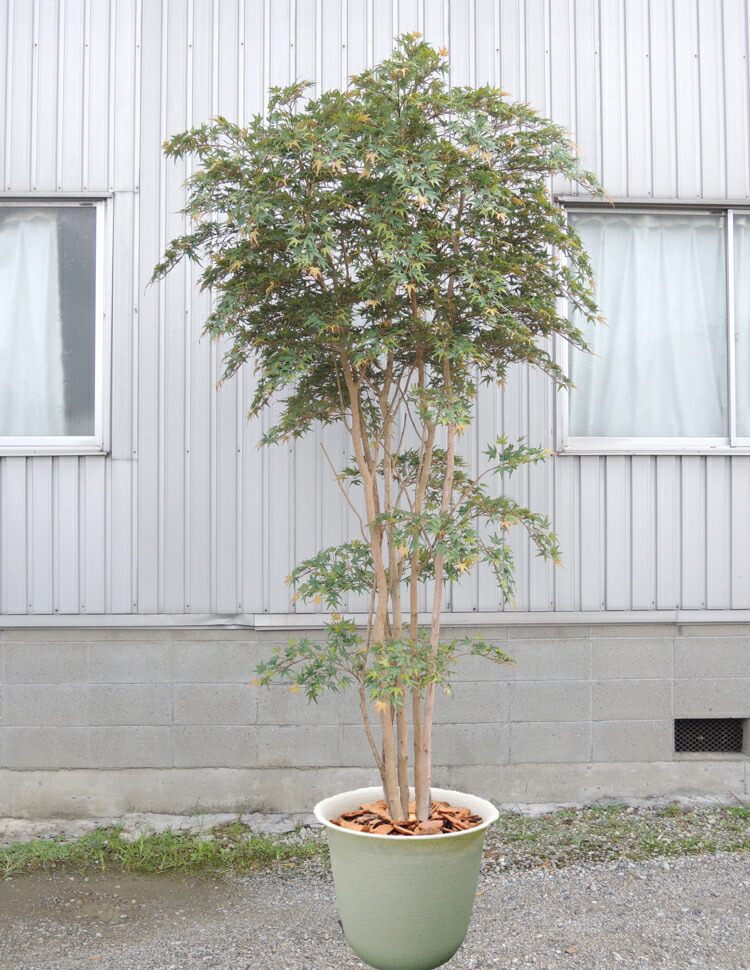 楽天市場】大型サイズ 紅葉立ち木 高さ300cm (フェイク グリーン 特大