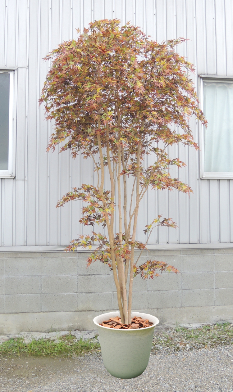 楽天市場】深い秋色の紅葉 180cm (人工 観葉植物 造花 もみじ モミジ