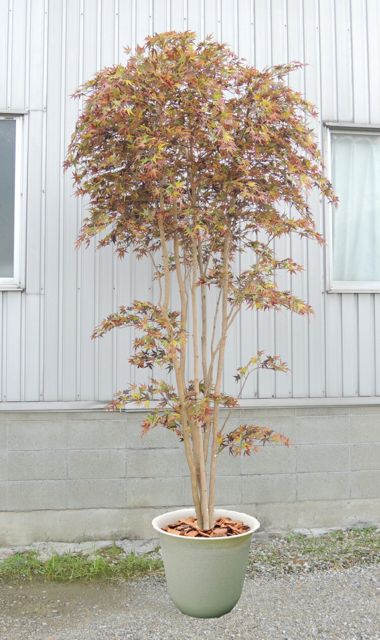 正式的100 正規品 インテリア おしゃれ 造木 造花 観葉植物 室内 大型サイズの紅葉立ち木 おしゃれ 人工樹木 もみじ 高さ300cm モミジ 造花 人工観葉植物 赤 造木 人工観葉植物 造花 レッド インテリア おしゃれ 室内 カエデ 造花観葉植物専門店ビワールデコ