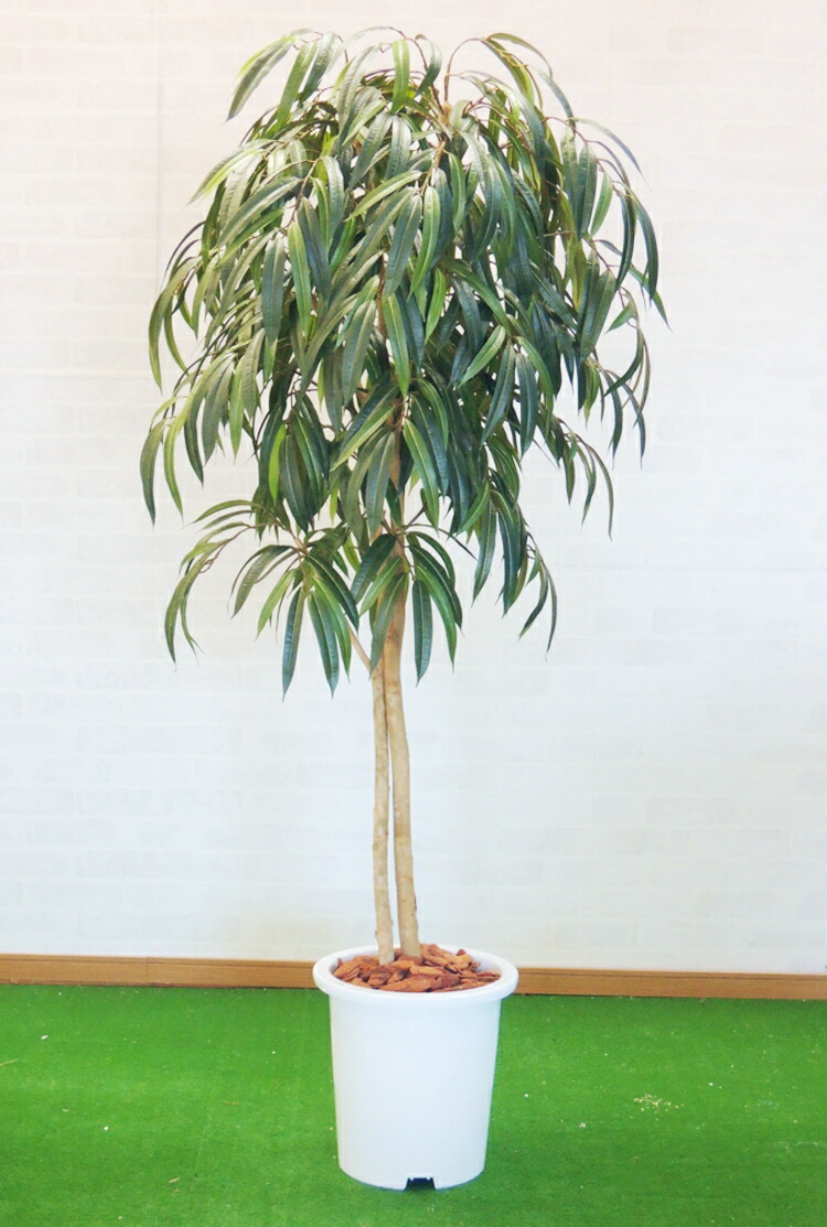 特別訳あり特価 ショウナンアムステルダムキング180cm ショウナンゴム 人工観葉植物 造花 球 1 8m 造花観葉植物専門店ビワールデコ ショウナン アムステルダムキング180cm ショウナンゴム インテリア 緑化 コンパネ モルタル加工 鉢植え加工が選べるフェイクグリーン