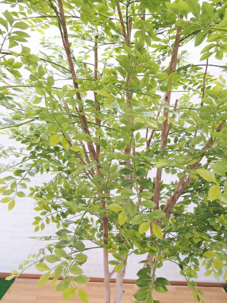 楽天市場 大型サイズの人工観葉植物 明るい葉のトネリコ 高さ230cm インテリア 造花 樹木 造木 フェイクグリーン 室内向け ゴールデンリーフ 造花観葉植物専門店ビワールデコ