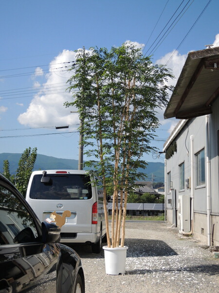 シマ秦皮 大型 高さ400糎 5本株立 (人工観葉草木 鉢植え 室内装飾 造花 あずま屋 造木 フェイクグリーン 特大 室内向け 事務室 符帳天然木 自作 植栽 ディーラー 製造会社 より良い緑であること 事あたらしい 製造会社)