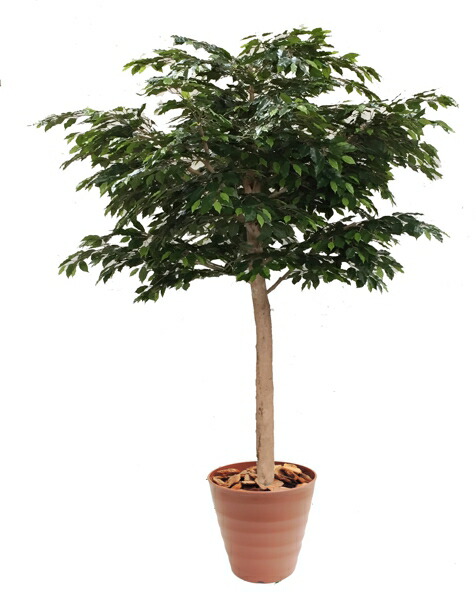 楽天市場 大型サイズのベンジャミン立ち木 高さ260cm 組み立て式 人工観葉植物 造花 樹木 造木 インテリア おしゃれ 室内 造花観葉植物専門店ビワールデコ