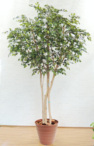楽天市場 大型人工観葉植物 ベンジャミンの木 高さ300cm3本株立 半円タイプ 造花 インテリア おしゃれ 室内 造花観葉植物専門店ビワールデコ