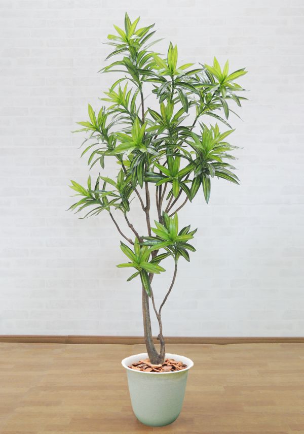 楽天市場 ドラセナ リフレクサ ソングオブジャマイカ 10号 観葉植物 鉢植え 販売 送料無料 インテリア 贈り物 ギフト お誕生日 記念日 開店祝い ブルーミンググレイス