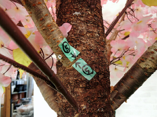 さくら の 木 当店限定販売 61 割引 Bennettcontracting Com