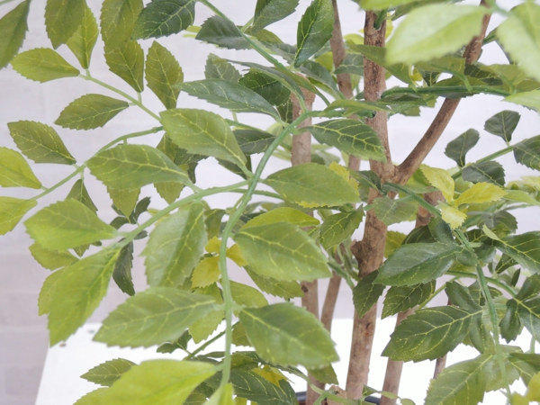 楽天市場 明るい葉の色なトネリコ 高さ60cm 造花 人工 観葉植物 インテリア フェイクグリーン おしゃれ 室内 装飾 フェイク ディスプレイ 造花観葉植物専門店ビワールデコ