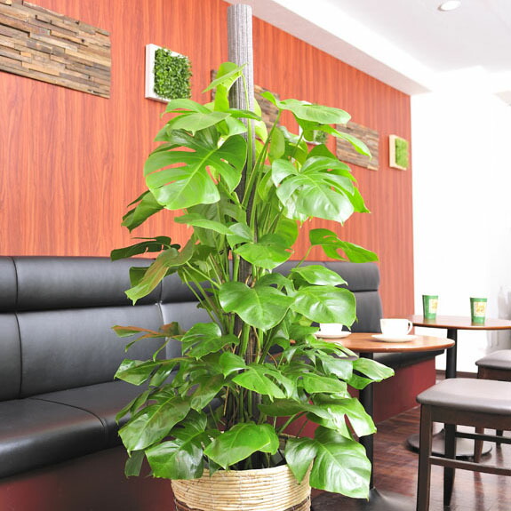 ステラ 花 言葉 新商品 51 割引 Rialto23b At