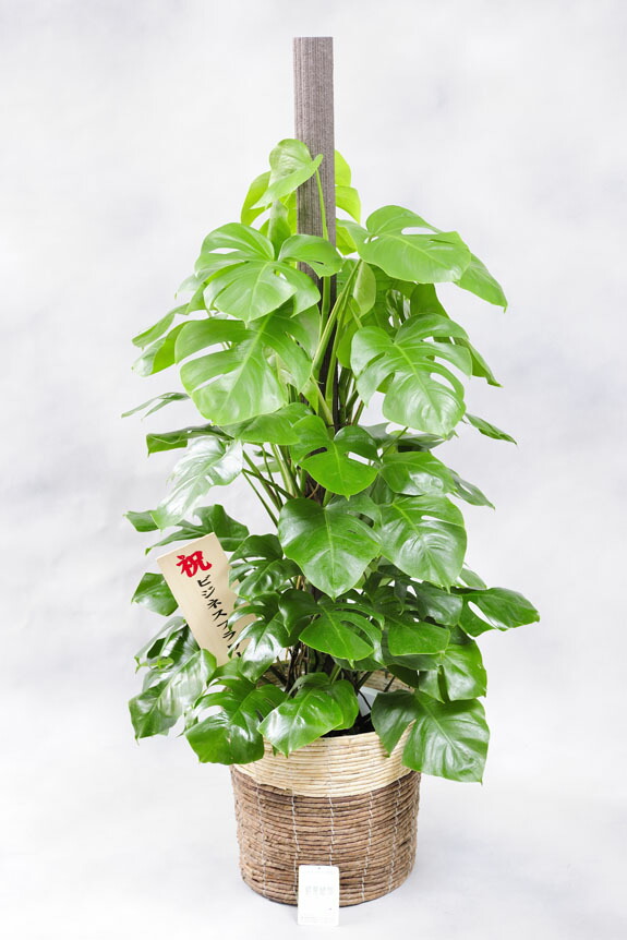 観葉植物 モンステラ 10号 2色仕様のバスケットカバー付移転祝い 引越し祝い 新築祝い リニューアルオープン 開店祝い 開業祝い 栄転祝い 贈り物 プレゼント お祝い 観葉植物 インテリアグリーン 送料無料 メッセージカード無料 立札無料 あす楽 Prescriptionpillsonline Is