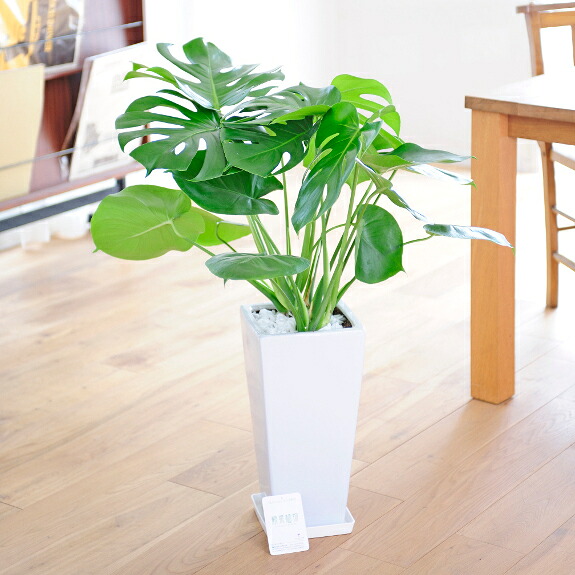 【送料無料】観葉植物 モンステラ 7号※白角鉢皿付お祝い 観葉植物 インテリアグリーン フラワーギフト 贈答 プレゼント 贈り物 全国配送 立札無料 メッセージカード無料|花ギフトの通販サイト hana