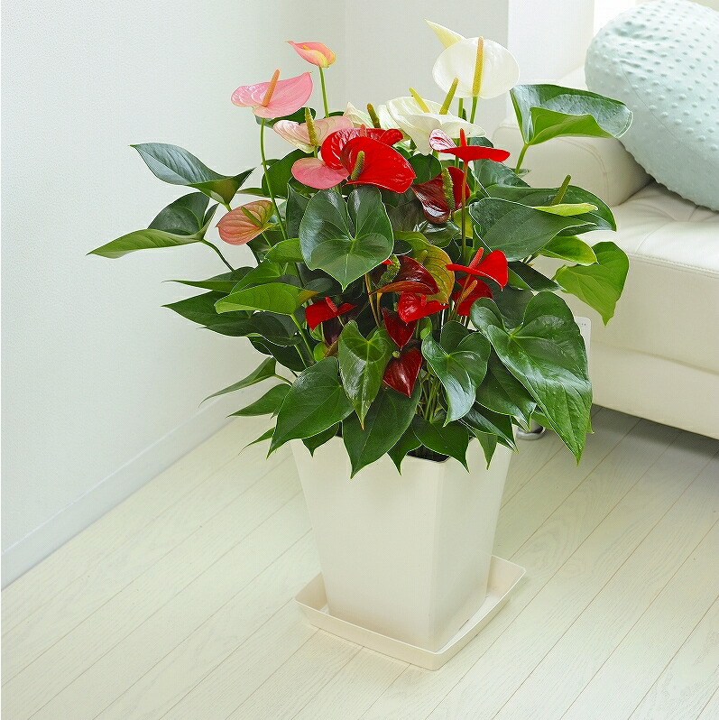 観葉植物 アンスリウム ピンク 10号鉢(尺鉢)(特大サイズ) セラアート鉢 黒丸鉢 受け皿付き ギフト対応 観葉植物 アンスリウム ピンク 10号鉢(尺鉢)(特大サイズ